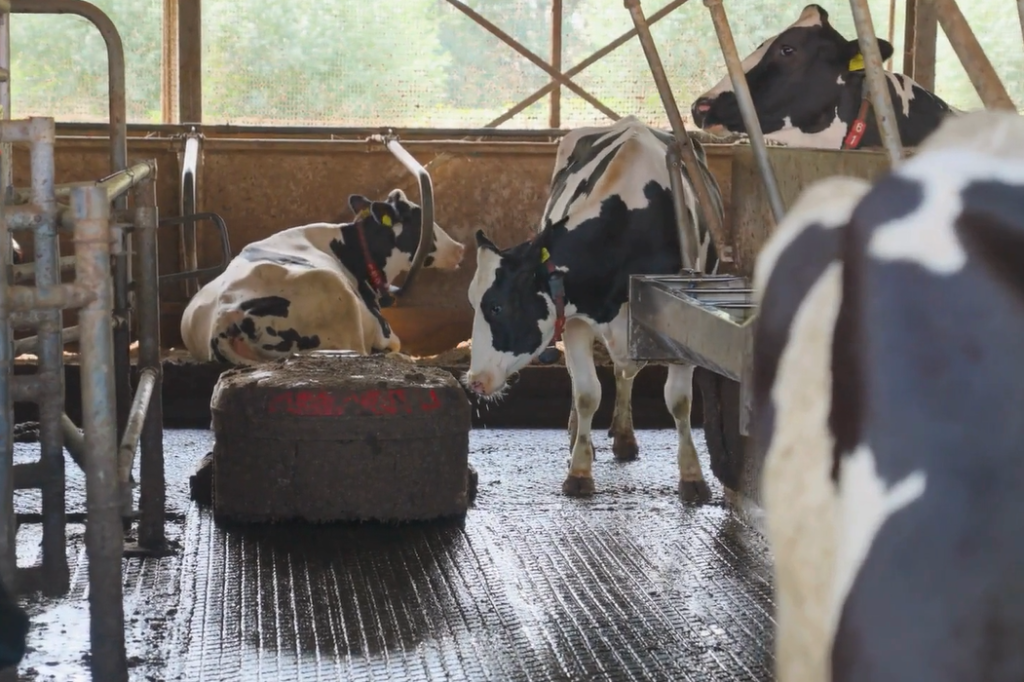 Biogashub mestrobot en koeien in Oxe